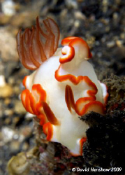Nudibranch (Glossodoris averni) Taken with D200 and 60mm ... by David Henshaw 